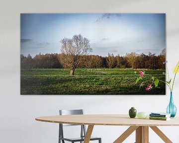 Pollard willow in the middle of a field by Mister Moret