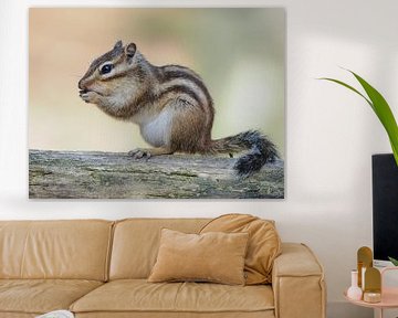 Siberian ground squirrel by Evelien Brouwer