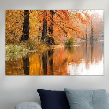 Cyprès chauves à Tilburg