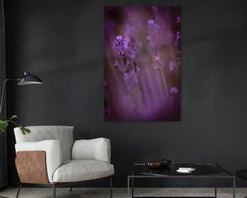 Lavender to dream of by Robby's fotografie