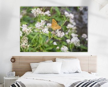 Butterfly, Croatia by Veerle Sondagh