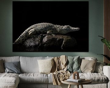 Crocodile on black background by Wolfgang Stollenwerk