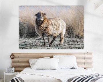 Moutons sur la lande de Duurswouder en hiver sur Fenna Duin-Huizing