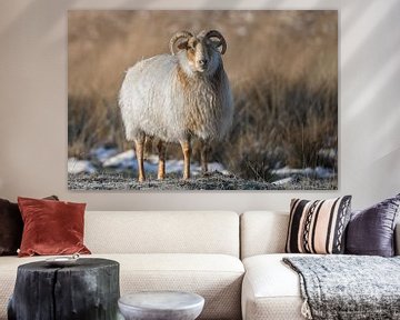 Moutons sur la lande de Duurswouder dans une lumière enchanteresse sur Fenna Duin-Huizing