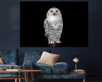 Portrait of a Snow Owl