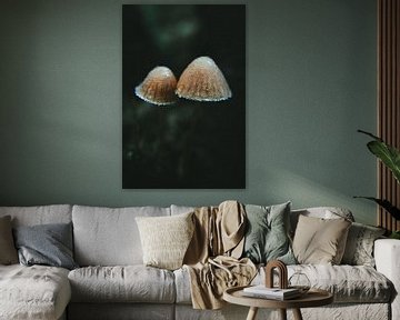 Twee paddenstoelen met een laagje rijp van Jan Eltink