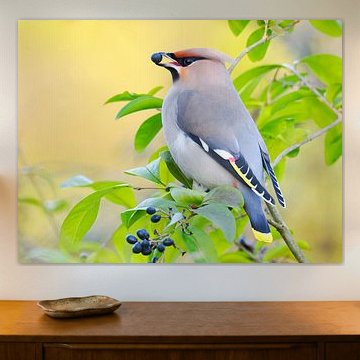 Seidenschwanz mit Beere im Schnabel von Laurens de Waard