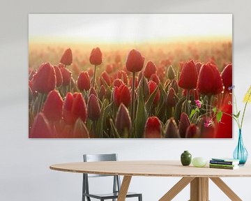 Rote Tulpen in der Morgensonne von Eefje John