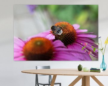 Tanz der Zusammenarbeit: Blume und Biene in lila-orangefarbener Pracht