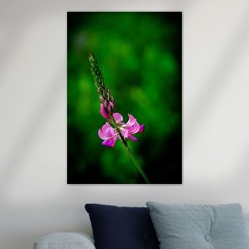 A pretty pink lupine in peaceful green surroundings