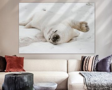 Zeehonden pup | Helgoland | Duitsland van Inge Pieck