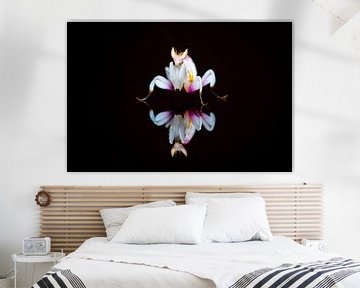 Orchideeënsprinkhaan weerspiegeld op zwarte achtergrond van Roland Brack