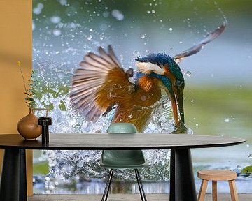 Kingfisher - Kingfisher emerges from the water with a fish just caught by Kingfisher.photo - Corné van Oosterhout