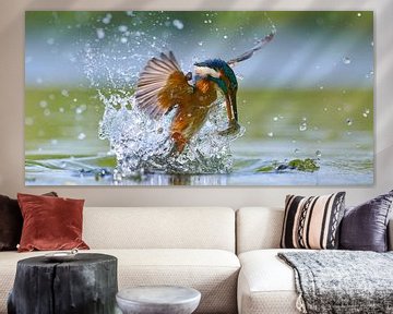 Kingfisher - Kingfisher emerges from the water with a fish just caught by Kingfisher.photo - Corné van Oosterhout