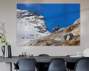 An ibex in front of the Stubacher Sonnblick by Christa Kramer