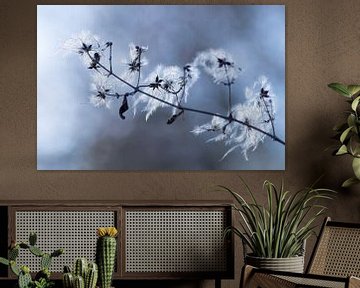 Les belles gousses de Clematis vitalbi dans l'atmosphère de l'hiver sur Birgitte Bergman