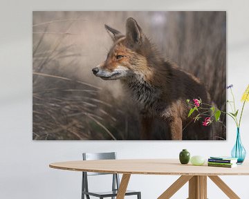 Fox in the dunes of South Holland