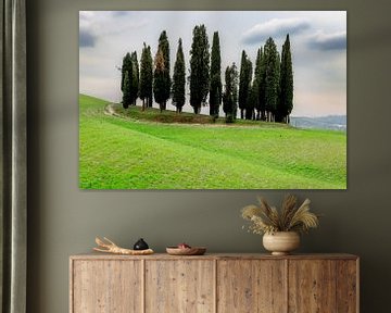 Cypress grove in Tuscany by Dirk Rüter