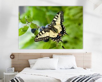 Vlinder, Koninginnepage van Paul van Gaalen, natuurfotograaf