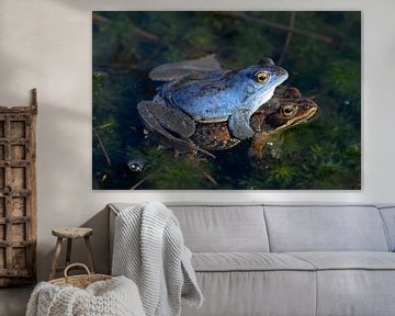 Grenouille sur Paul van Gaalen, natuurfotograaf