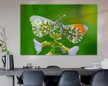 Vlinders, Oranjetipje van Paul van Gaalen, natuurfotograaf