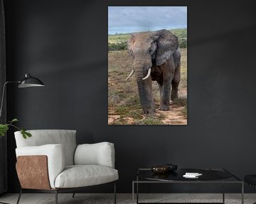 olifant in het wild Zuid-Afrika van Gertjan Hesselink