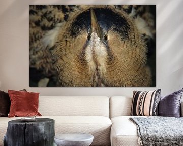 Bird, bittern