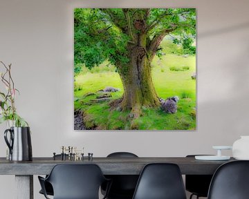 Sheep under tree, Lake District, England. by Jaap Bosma Fotografie