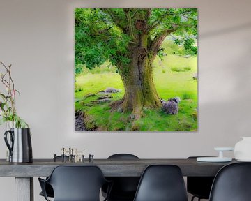 Schafe unter einem Baum, Lake District, England. von Jaap Bosma Fotografie