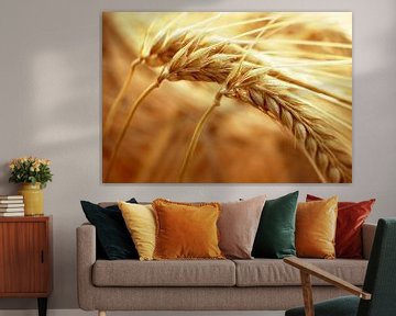 the barley is ripe by patrick verweire