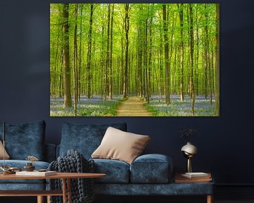 Het prachtige Hallerbos in Vlaanderen van KC Photography