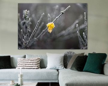 She was a flower blooming in winter...