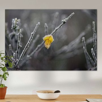 She was a flower blooming in winter...