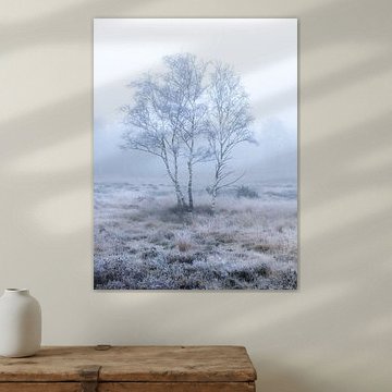 Silberne Birke Porträt