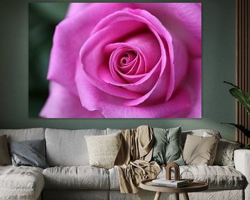 Roze roos van Edwin Butter