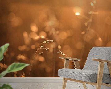 Atmospheric image of grasses in the field with backlighting