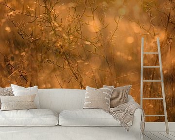 Atmosphere image of wild grasses in evening light