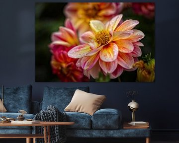 Dahlia sur Rob Boon