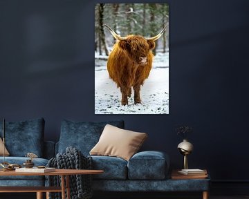 Scottish Highlander cattle in the snow during winter