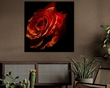 Die Rose im Dunkeln. von Robby's fotografie