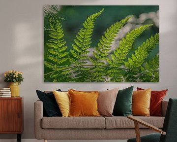 The beauty of ferns by Robby's fotografie