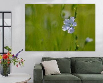 Fleurs de lin bleu sur Gonnie van de Schans