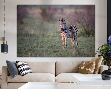 Zebra in the golden hour by Larissa Rand