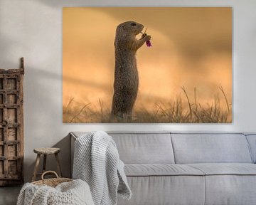 Ground squirrel with a tasty flower by Larissa Rand