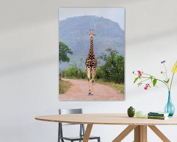 Giraffe on the move by Larissa Rand