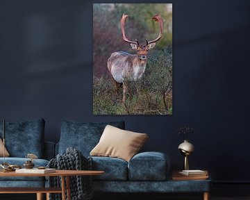 Cerf élaphe dans les dunes de Zandvoort