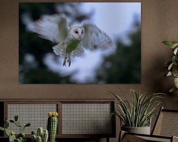 Barn owl in flight by Larissa Rand