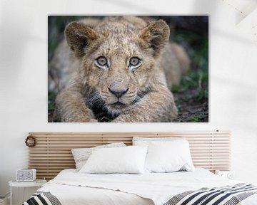 Portrait d'un jeune lion sur Larissa Rand