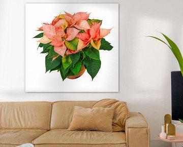 Étoile de Noël sur fond blanc