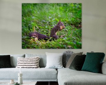 Eekhoorn eet een hazelnoot van ManfredFotos